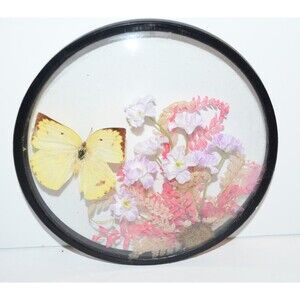 Vtg Creco Butterfly And Pink Flower Taxidermy ‎ Round Convex Glass Wall Frame